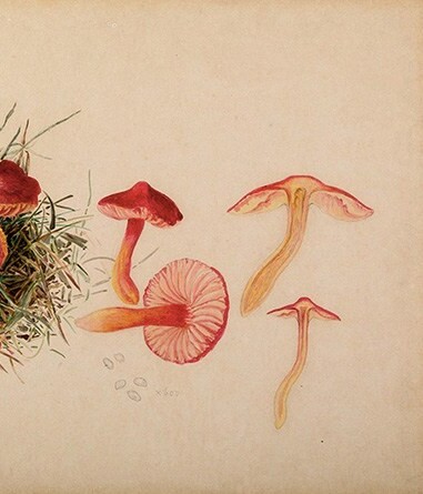 Beatrix Potter, reproductive system of Hygrocybe coccinea, 1897