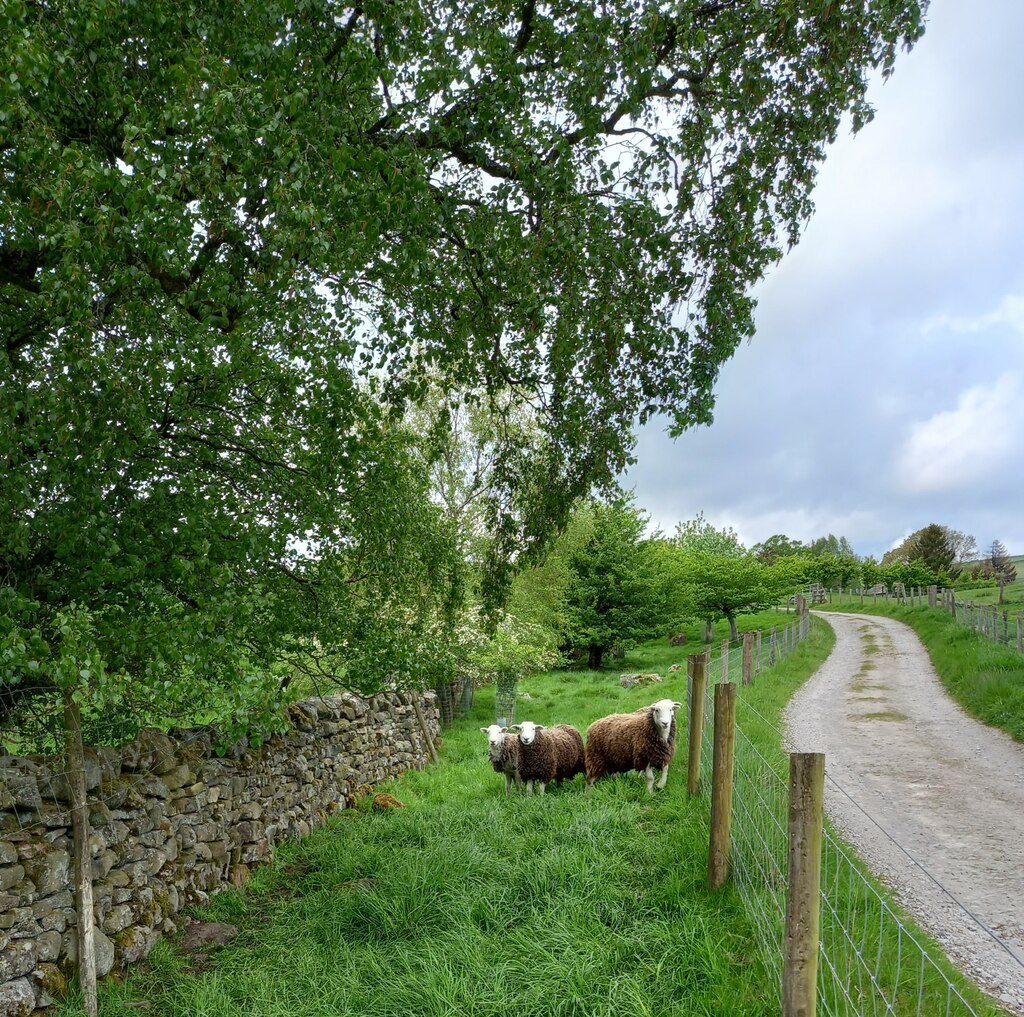Herdwick sheep in the Lake District